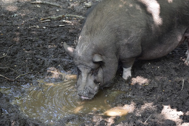 泰山俱乐部 泰山俱乐部